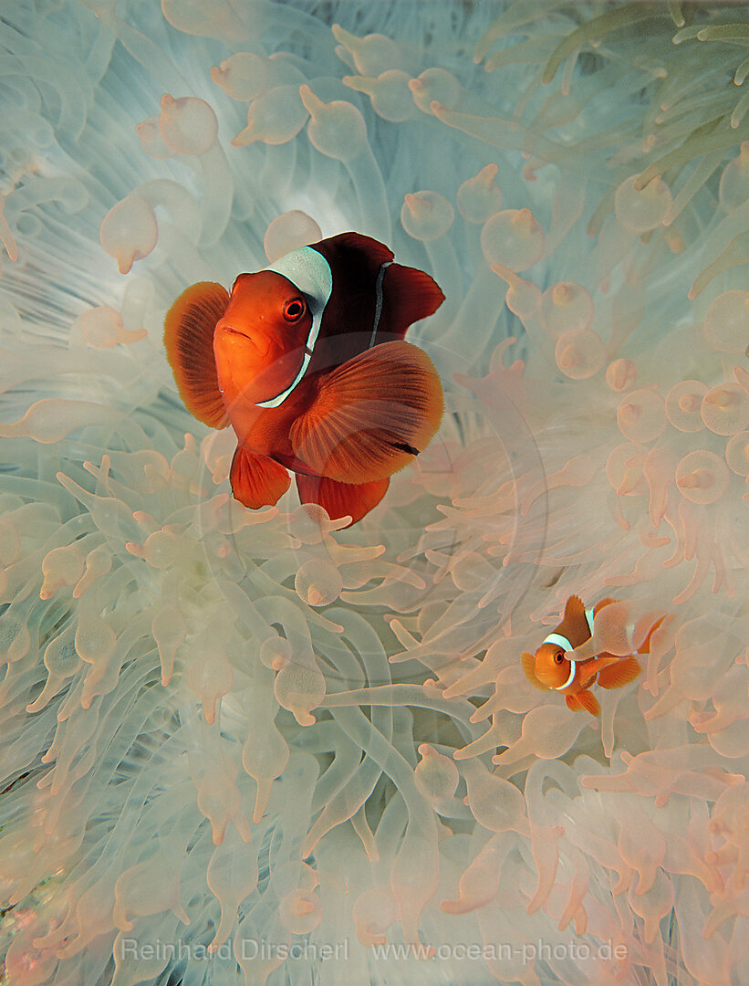 Stachel-Anemonenfisch, Premnas aculeatus, Pazifik, Papua Neu Guinea