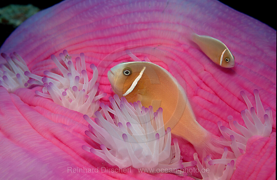 Halsband-Anemonenfisch, Amphiprion perideraion, Pazifik, Korallensee, Australien