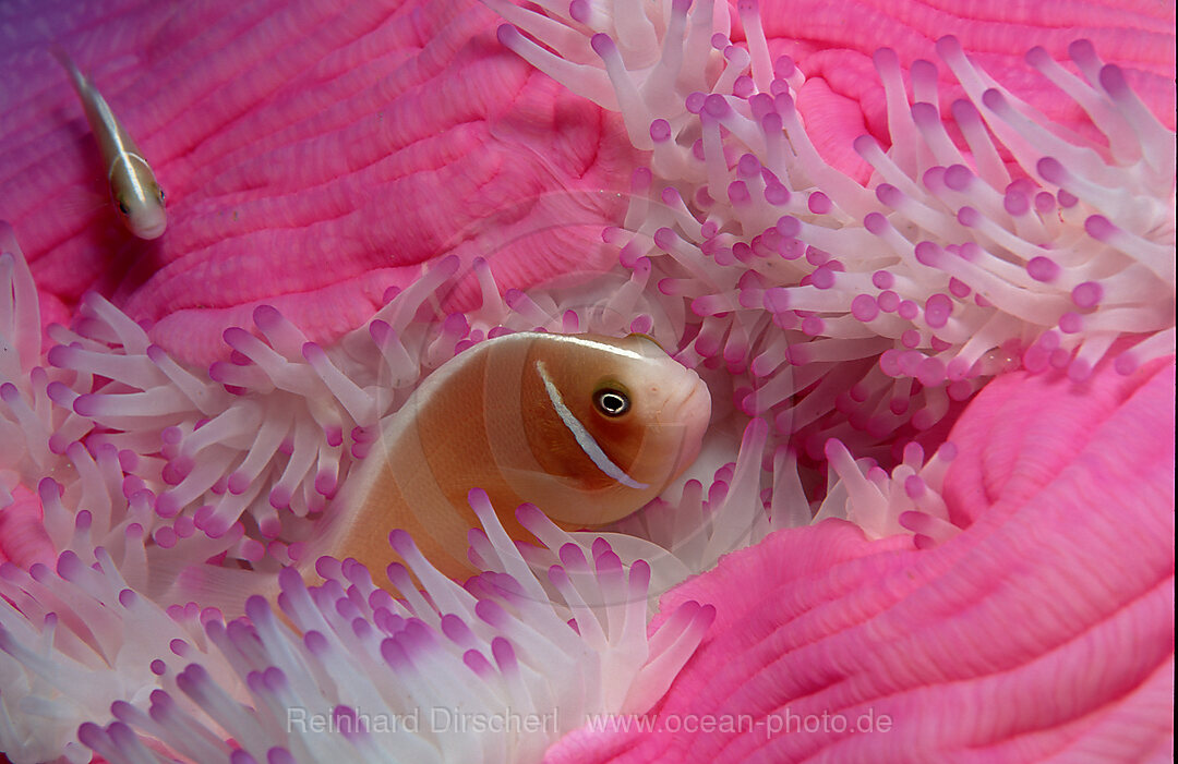 Halsband-Anemonenfisch, Amphiprion perideraion, Pazifik, Korallensee, Australien