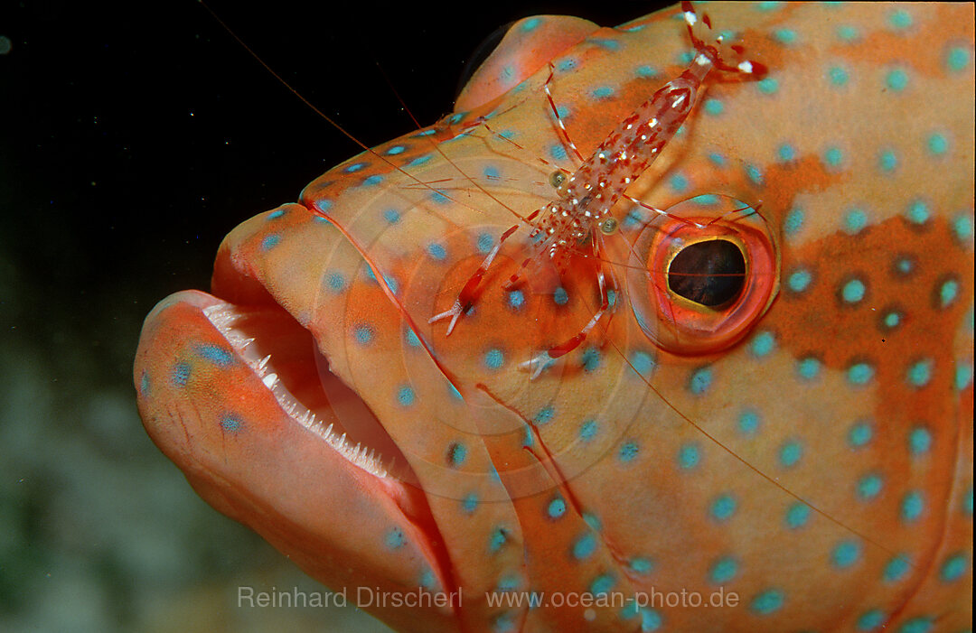 Coral grouper and cleaner shrimp