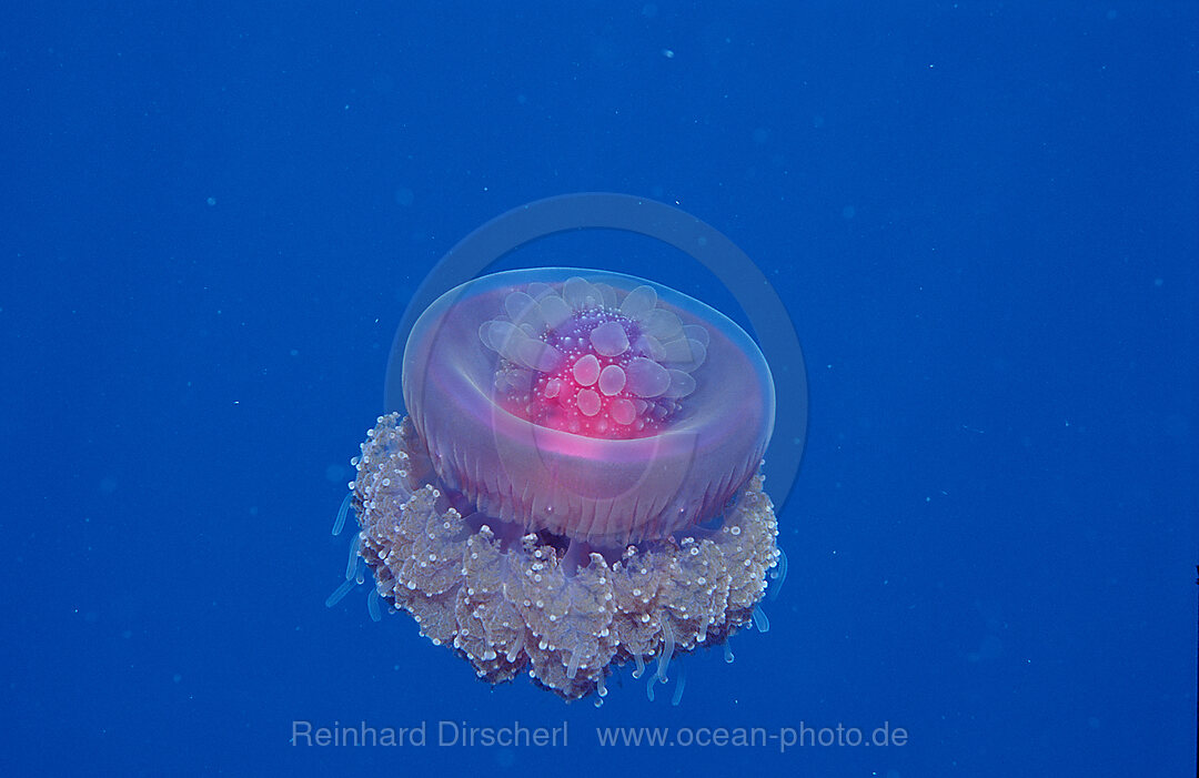 Kronenqualle, Netrostoma setouchina, Rotes Meer, Sudan