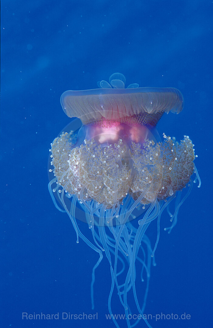 Crown jellyfish