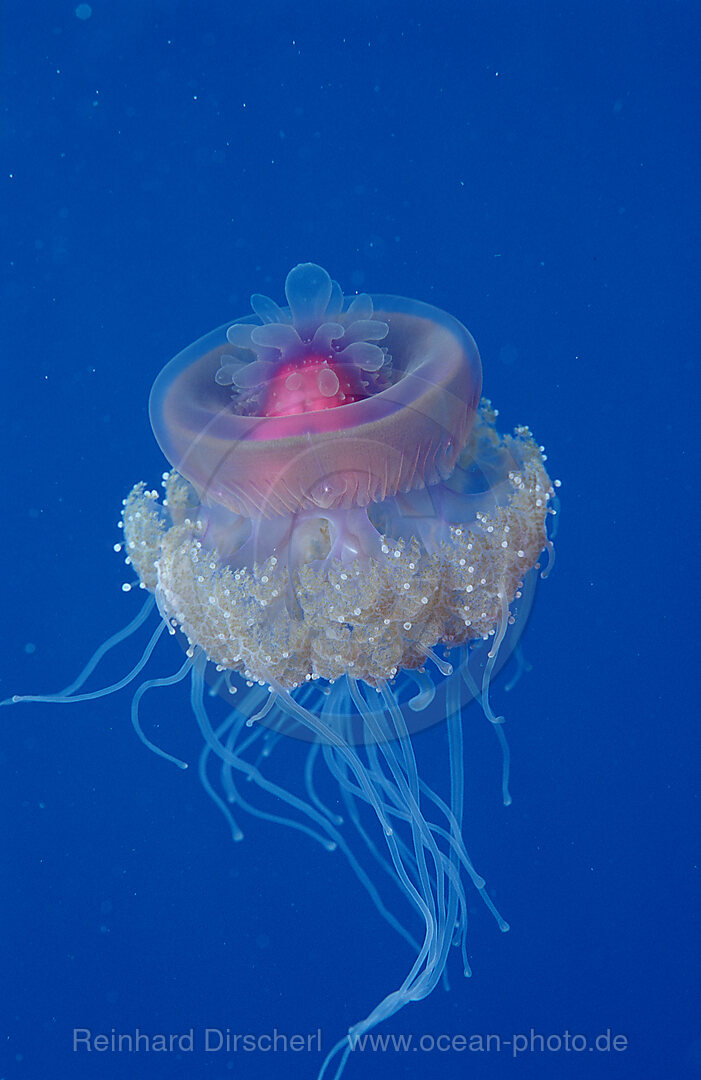 Crown jellyfish