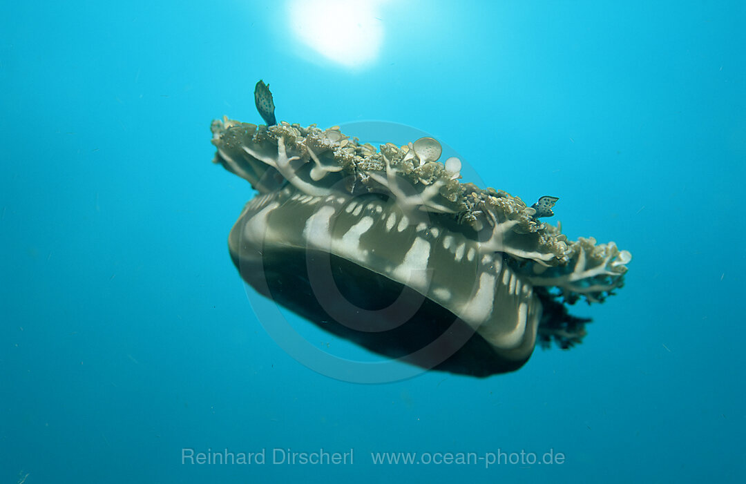 Jellyfish, Pacific ocean, Papua New Guinea