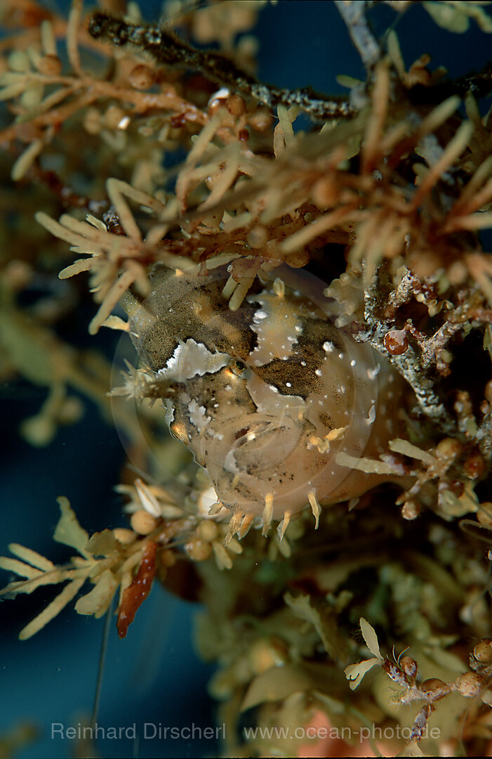 Sargassum frogfish