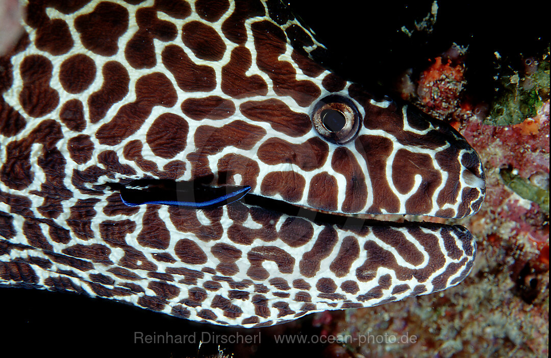 Honeycom moray and cleaner wrasse