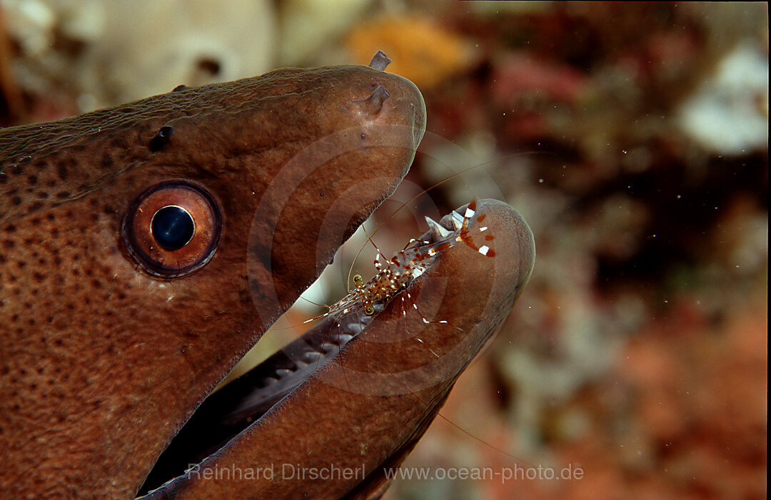 Russkopf-Muraene und Putzergarnele, Leandrites cyrtorhynchus, Indischer Ozean, Ari Atoll, Maayafushi, Malediven