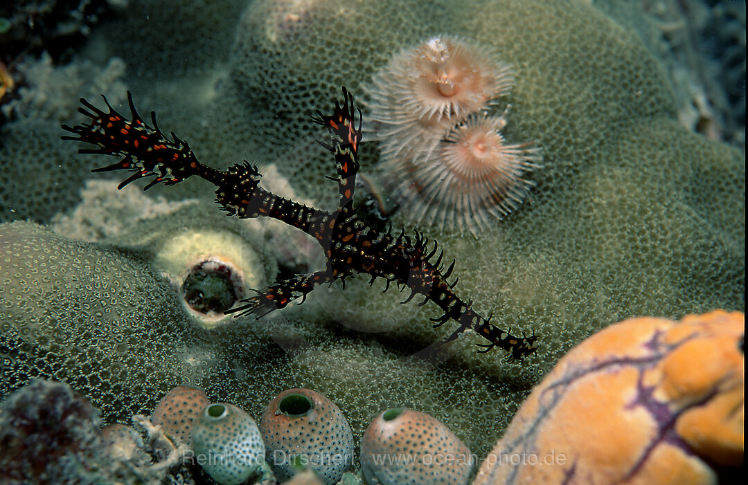 Harlequin ghost pipefish, Solenostomus paradoxus, Pacific ocean, Malaysia, Borneo, Mabul