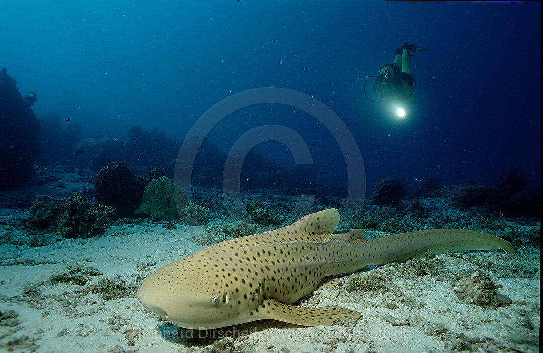 Leopardenhai und Taucher, Stegostoma varium, Pazifik, Celebessee, Malaysia, Borneo, Sipadan