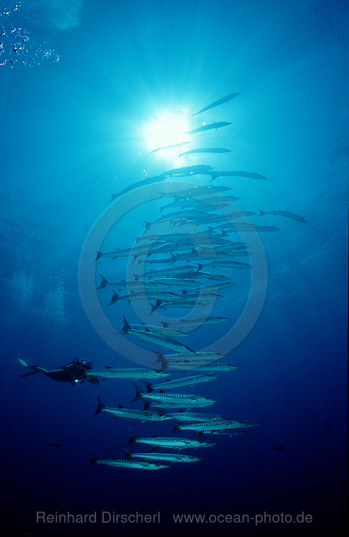 Blackfin barracuda and scuba diver