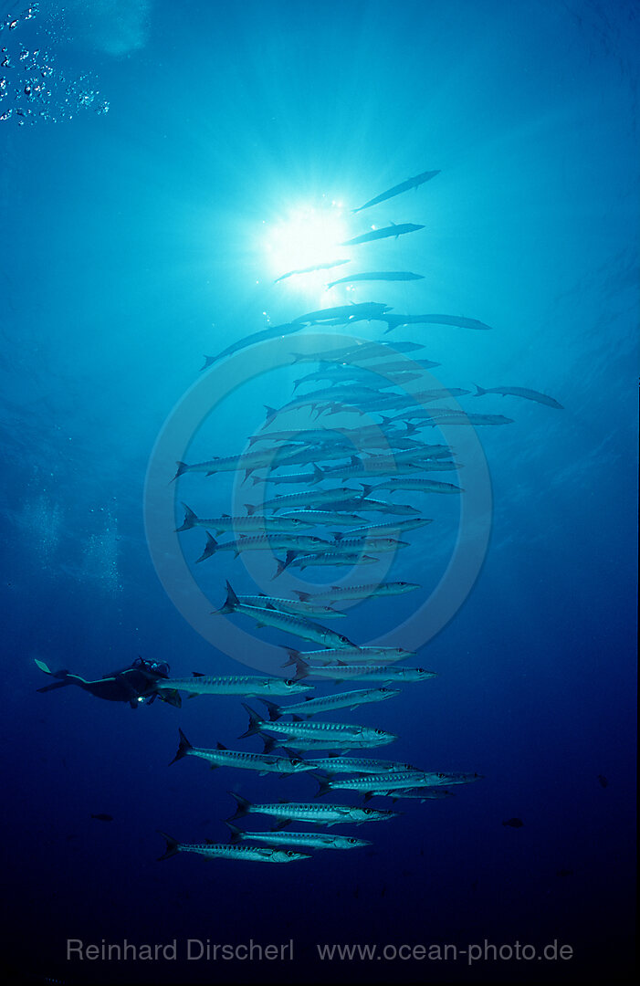 Dunkelflossen-Barrakuda und Taucher, Sphyraena qenie, Pazifik, Celebessee, Malaysia, Borneo, Sipadan