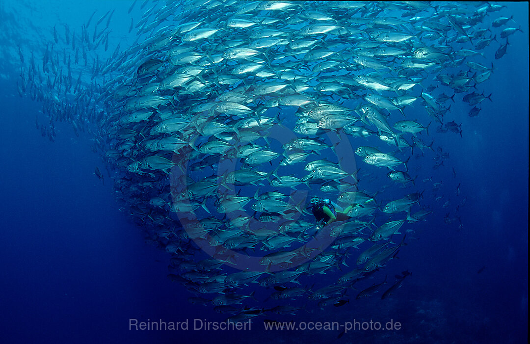 Bigeye trevally and scuba diver