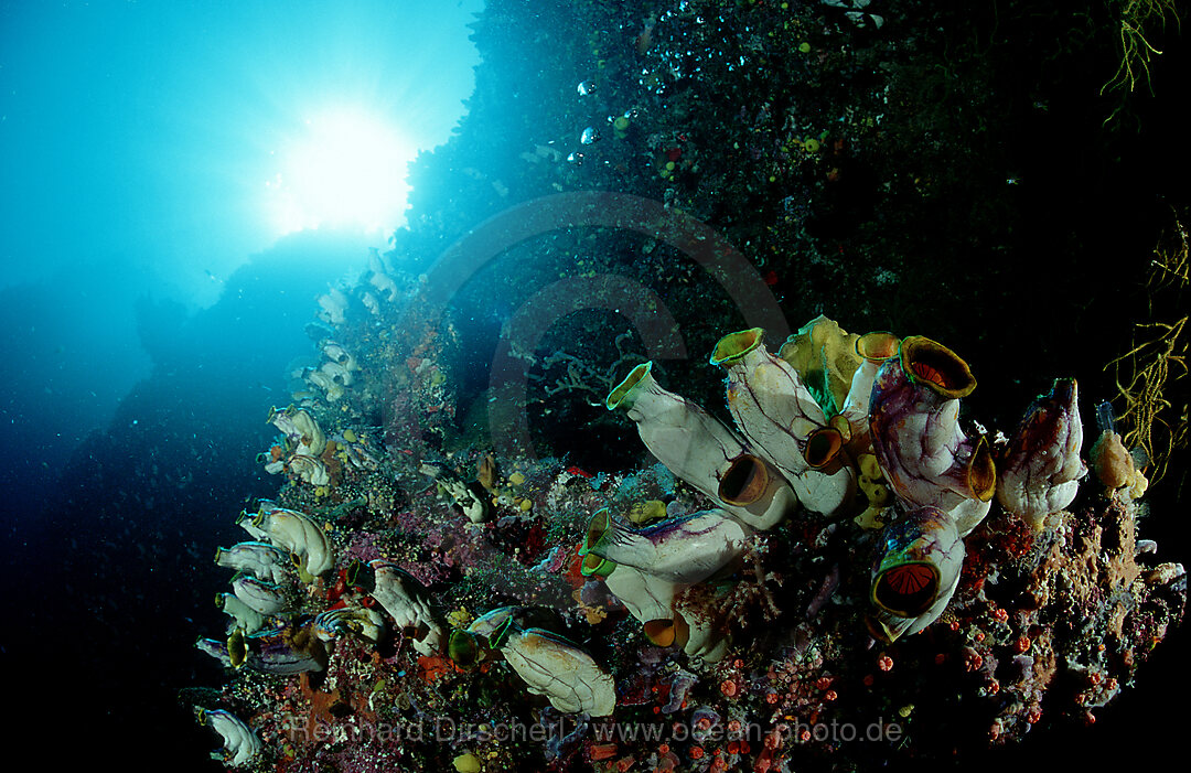 Coral reef with sea squirts