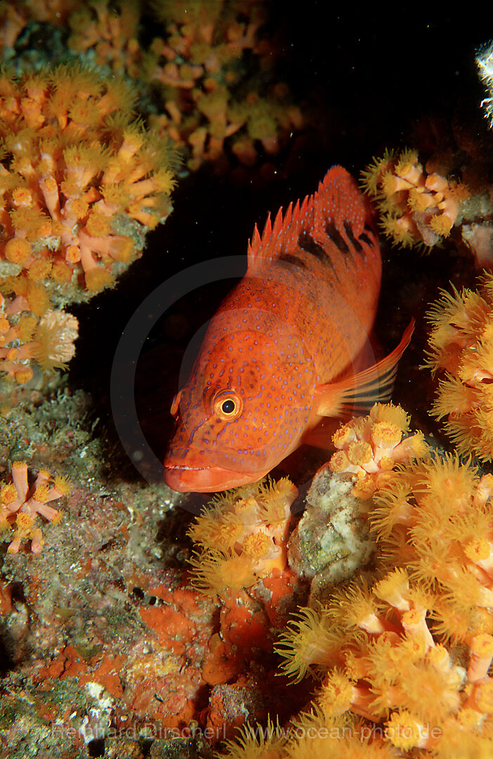 Sixspot grouper