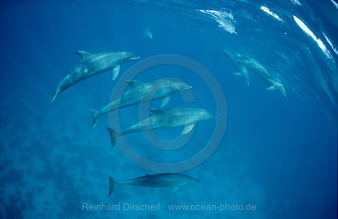 bottlenose dolphin