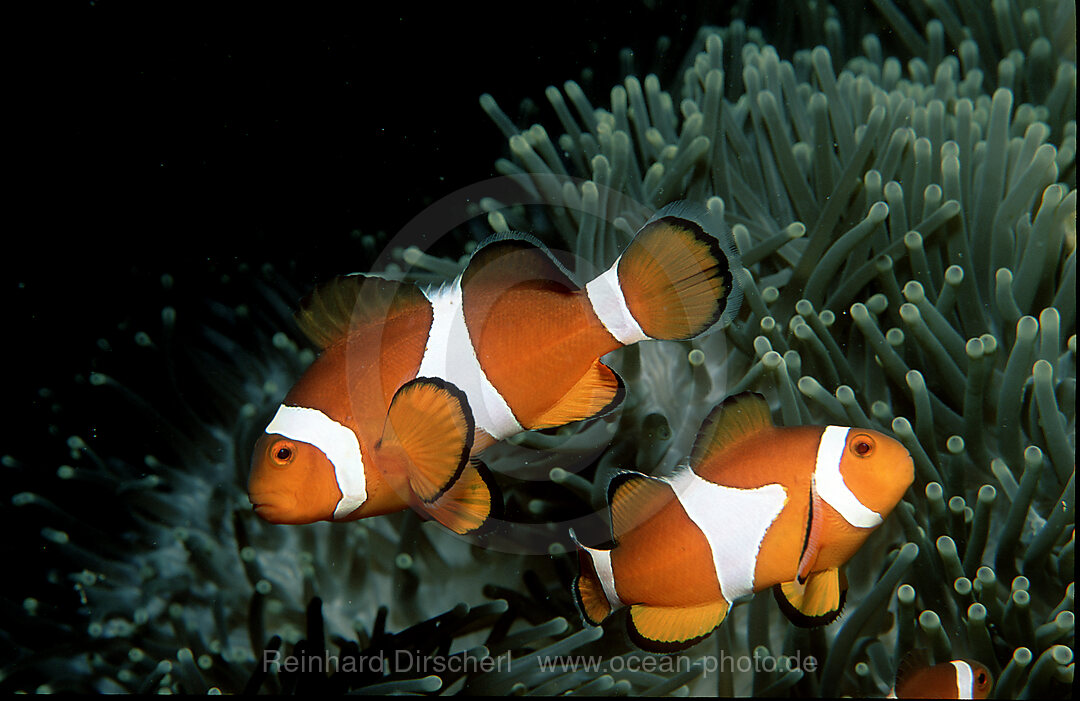 Orange-Ringel-Anemonenfische, Clownfisch, Amphiprion ocellaris, Pazifik, Celebessee, Malaysia, Borneo, Sipadan