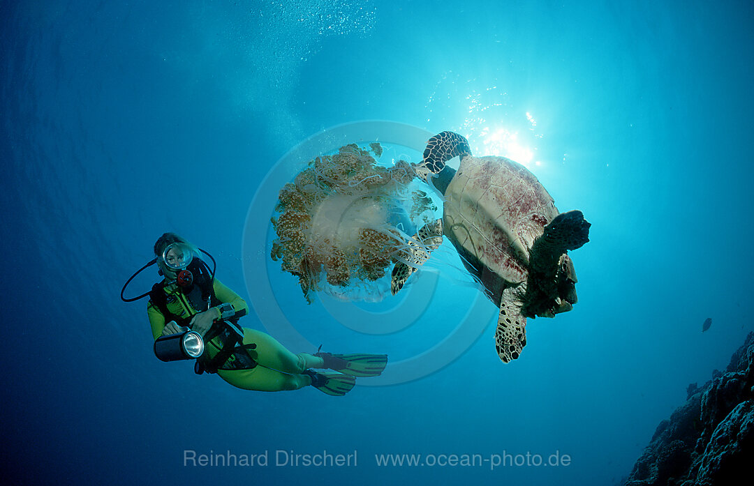 Hawksbill turtle eating jellyfish