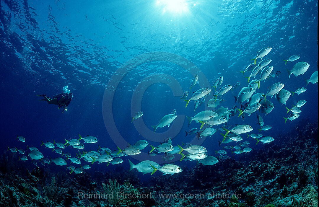 Grossaugen-Stachelmakrelen und Taucher, Caranx sexfasciatus, Karibisches Meer, Karibik, Bonaire