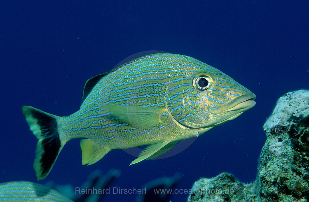 Franzoesischer Grunzer, Haemulon flavolineatum, Karibisches Meer, Karibik, Bonaire