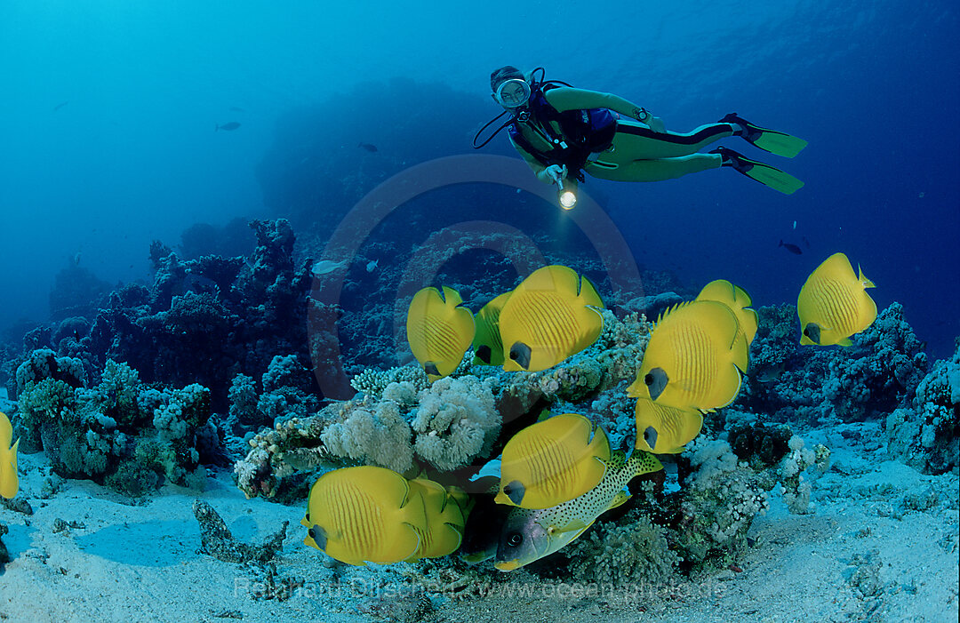 Masked butterflyfish and scuba diver