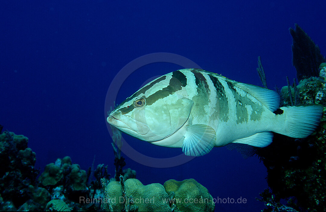 Coney Zackenbarsch, Cephalopholis fulvus, Karibisches Meer, Karibik, Caribbean Sea, Mexiko, Mexico