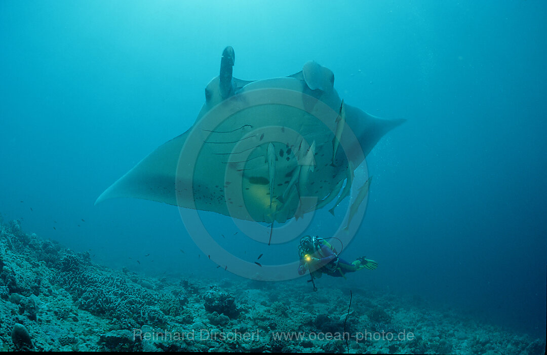 Mantarochen und Taucher, Manta birostris, Indischer Ozean, Ari Atoll, Maayafushi, Malediven