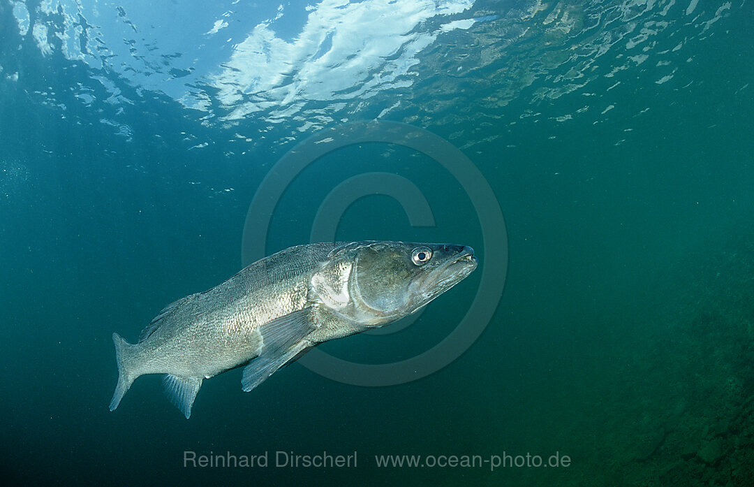 pikeperch