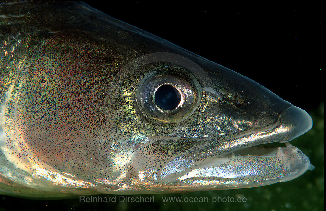 pikeperch