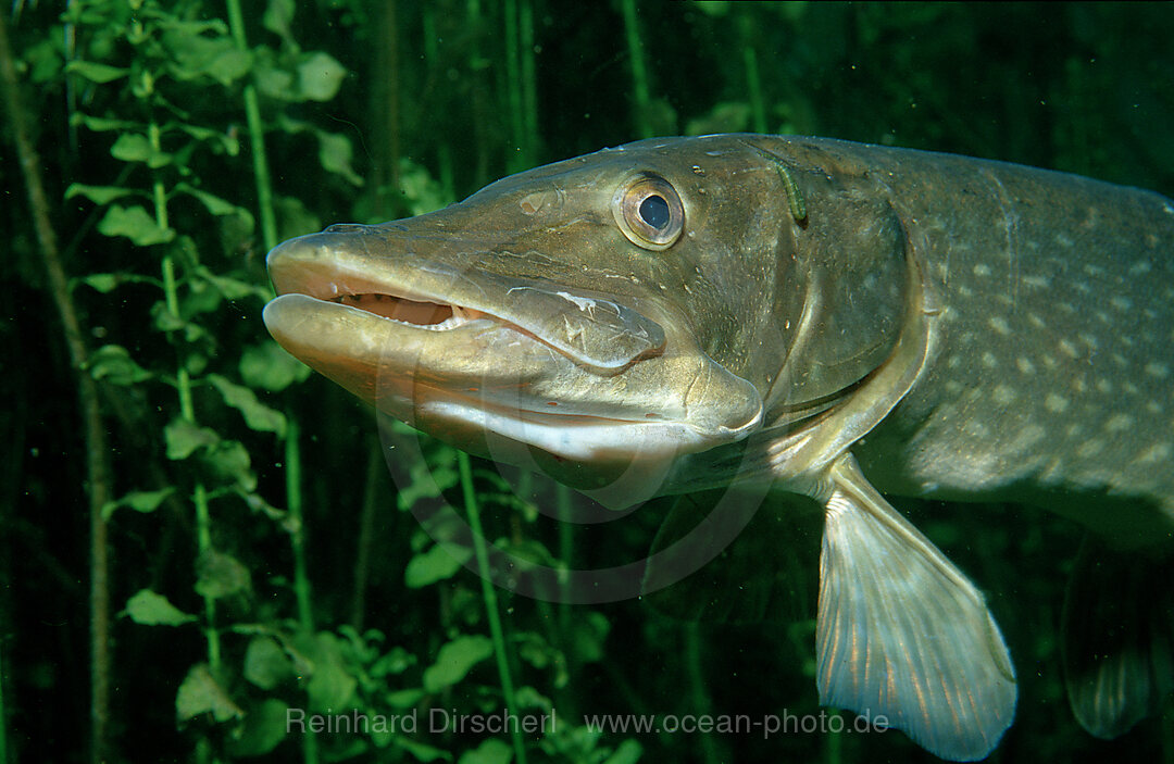 Hecht, Esox lucius, Bayern, Deutschland