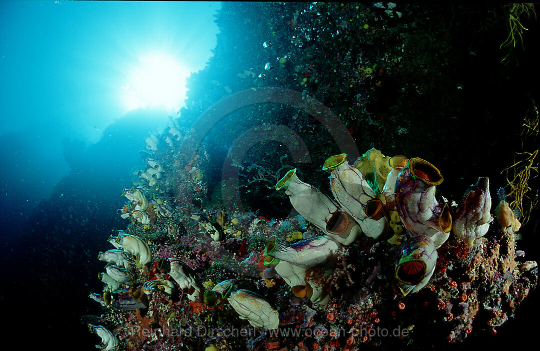 Tropisches Korallenriff mit Seescheiden, Ascidia, Pazifik, Papua Neu Guinea