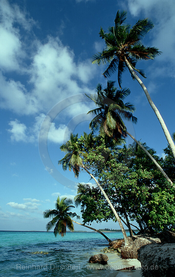 Tropischer Strand mit Kokospalmen
