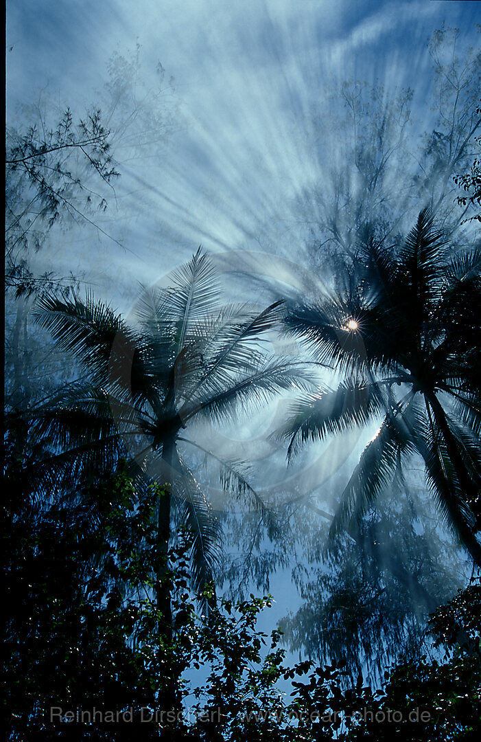 rainforest