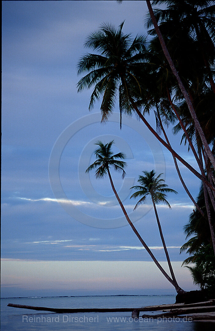 Beach with coconut trees in Papua New Guinea