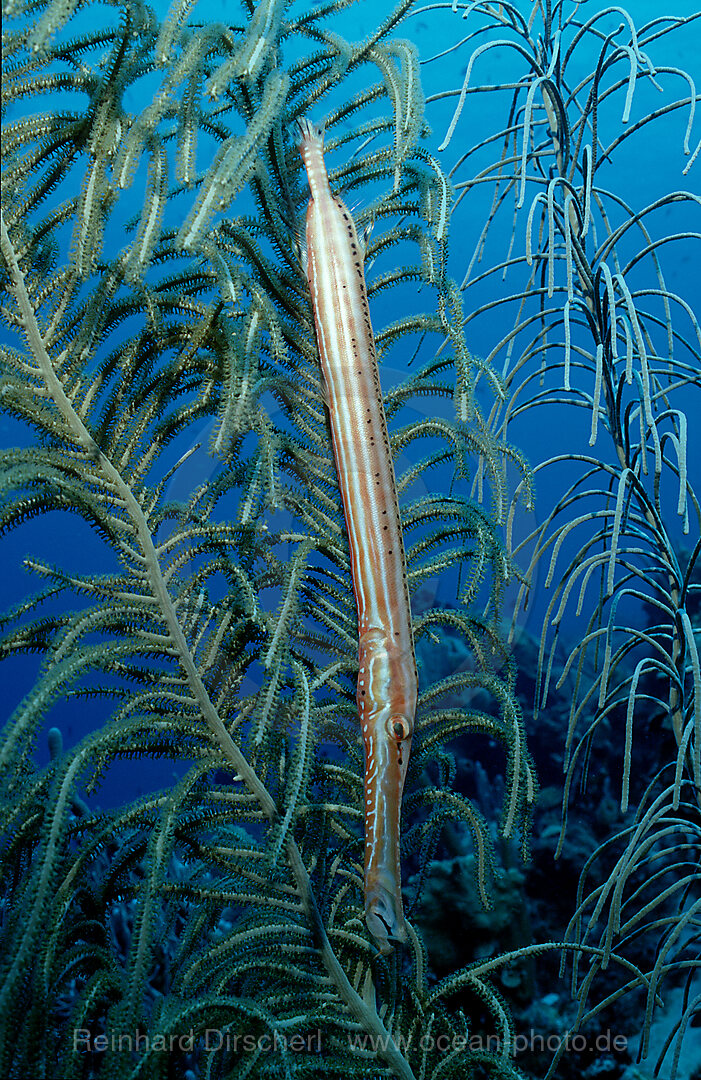 Trumpetfish in the caribbean sea