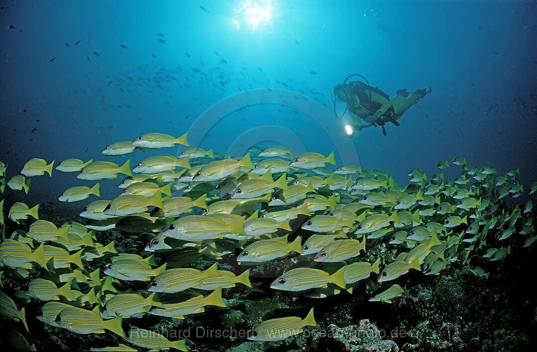 Fivelined snapper and scuba diver