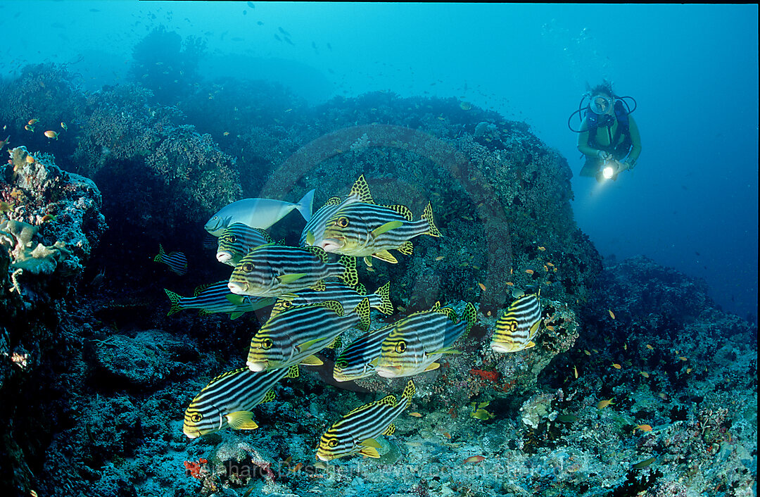 Orient-Suesslippen und Taucher, Plectorhinchus vittatus, Indischer Ozean, Ari Atoll, Malediven