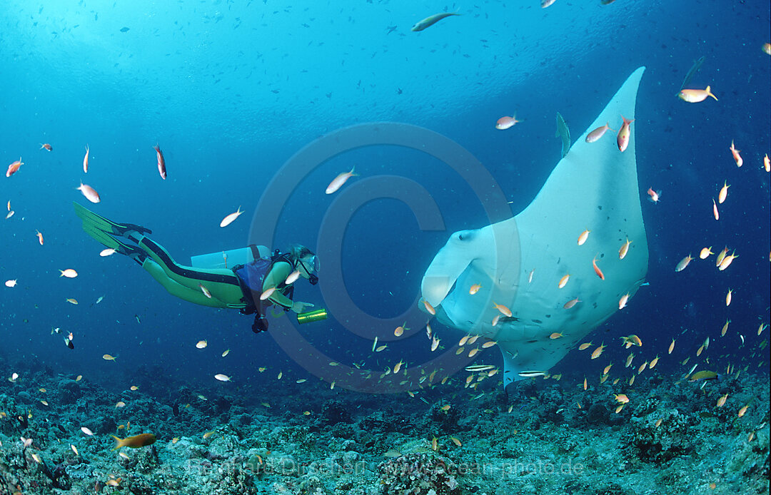 Manta ray and scuba diver