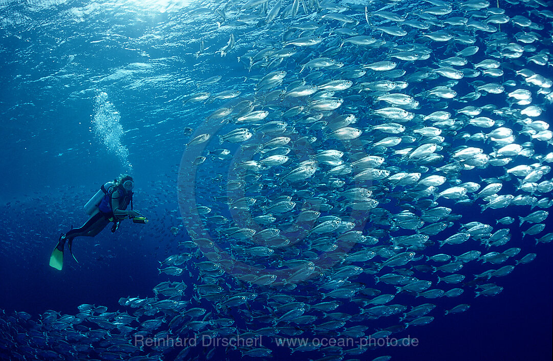 Fischschwarm, Rotes Meer, Brother Islands, Brothers, El Akhawein, gypten, Aegypten