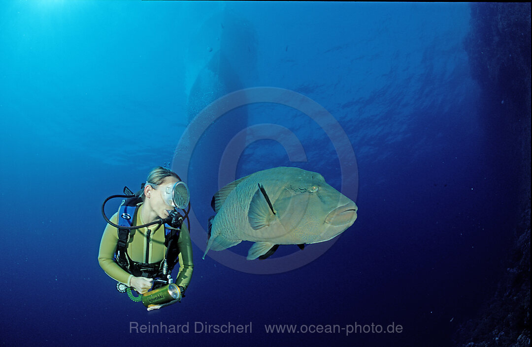 Humpback wrasse and scuba diver