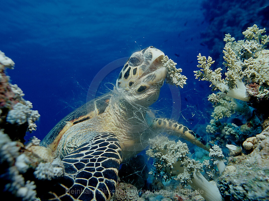 Hawksbill sea turtle eating soft corals