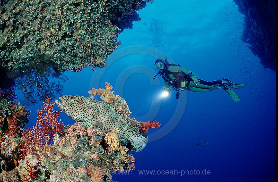 Braunflecken-Zackenbarsch, Epinephelus tauvina, Rotes Meer, Sinai, gypten, Aegypten