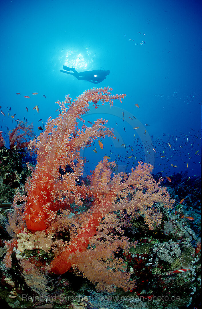 soft corals and scuba diver