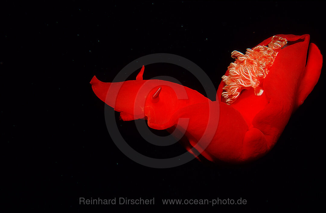 Spanish Dancer, Nudibranch