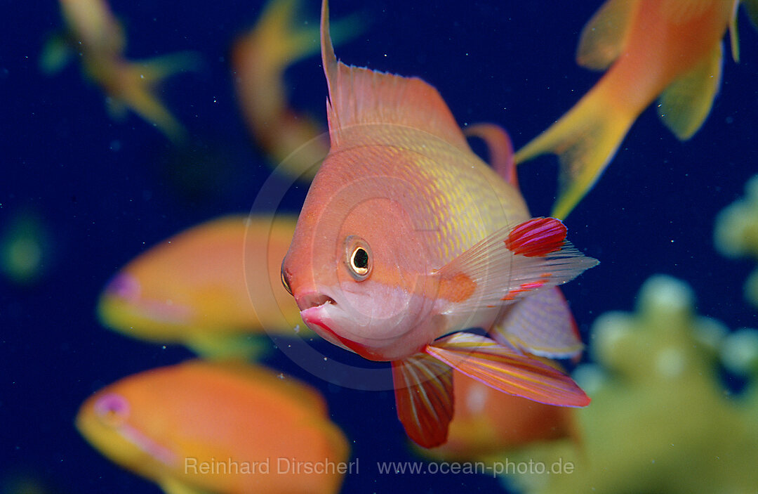 Harem Flag Basslet