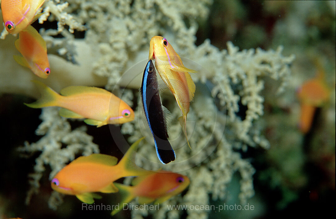 Blauer Rotmeer-Putzerfisch reinigt Haremsfahnenbarsch,  Larabicus quadrilineatus, Pseudanthias squamipinnis, Rotes Meer, Sinai, gypten, Aegypten