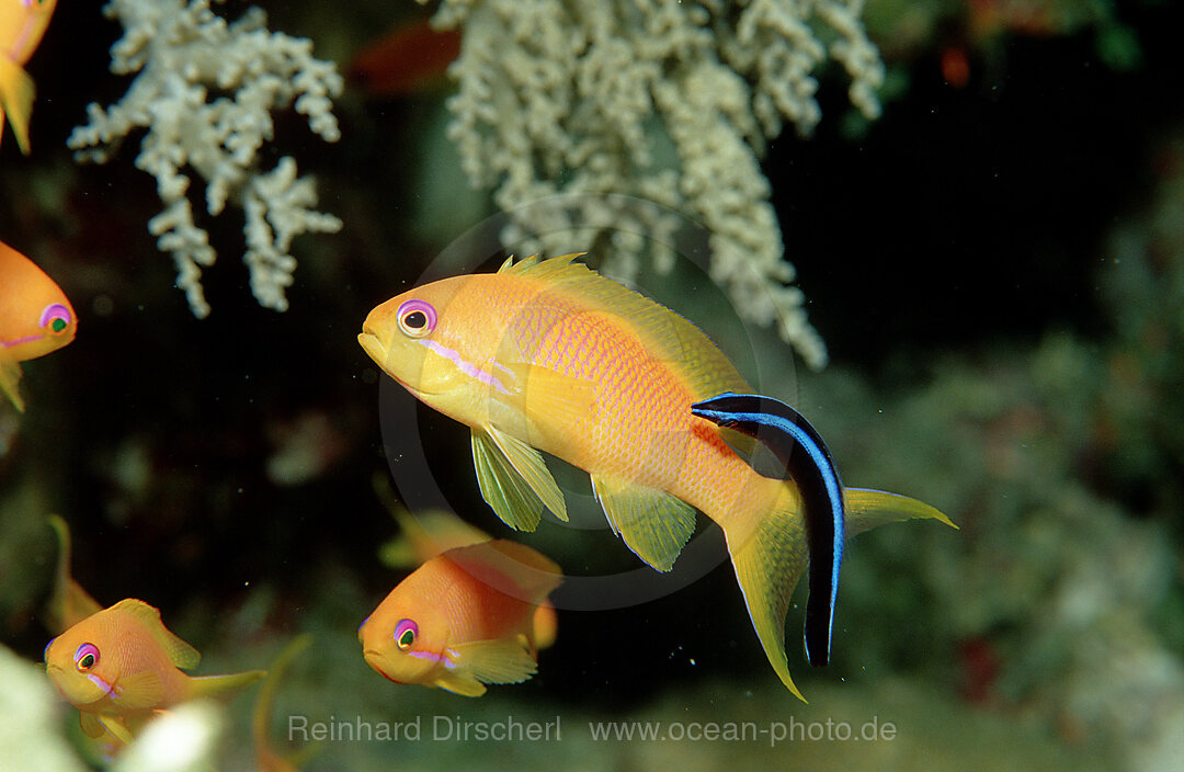 Red Sea Cleaner Wrasse cleans Harem Flag Basslet