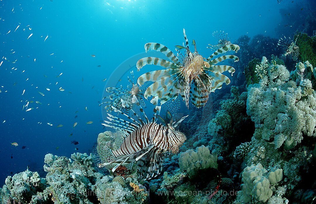 lionfish, turkeyfish