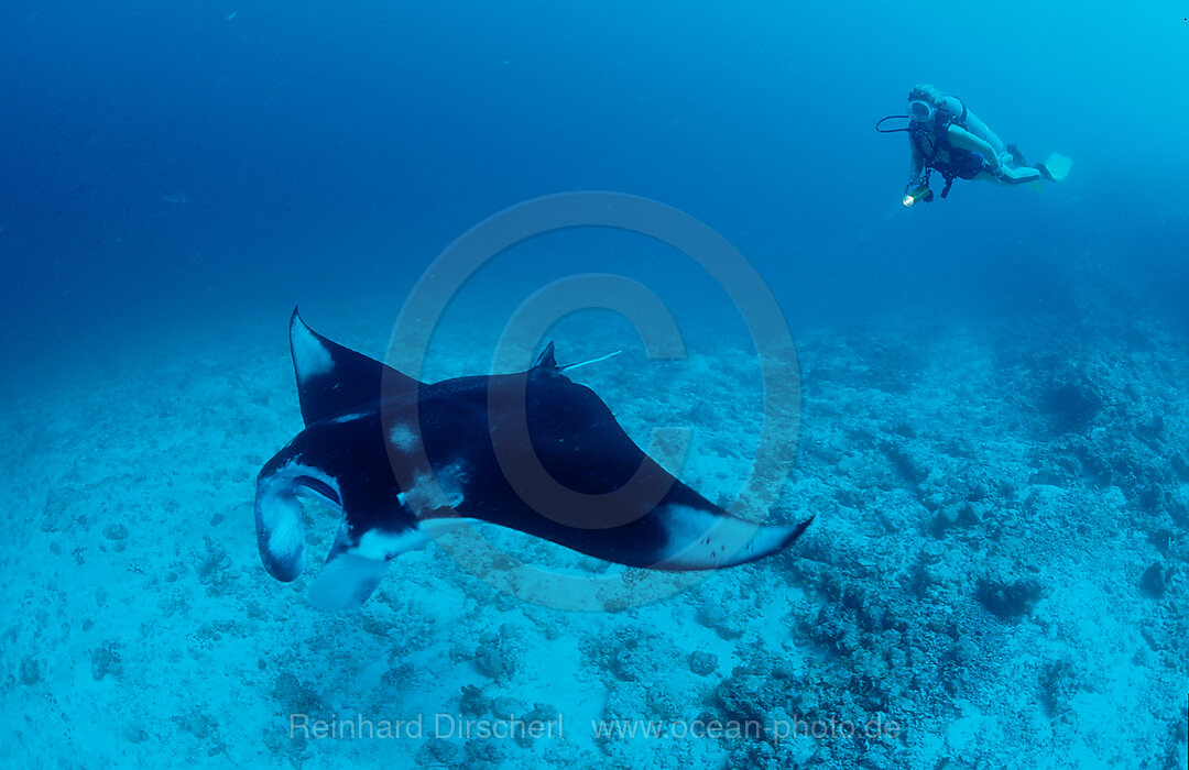Manta ray and Scuba Diver