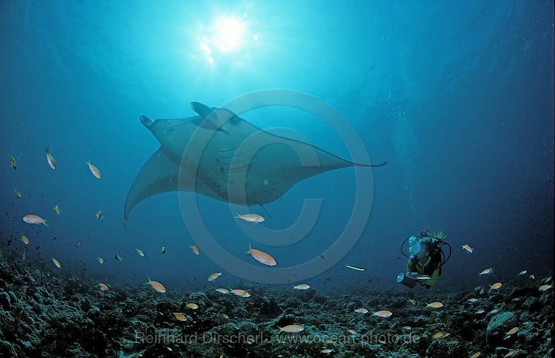 Manta ray and Scuba Diver, Manta birostris, Indian Ocean, Ari Atol, Maldives Island