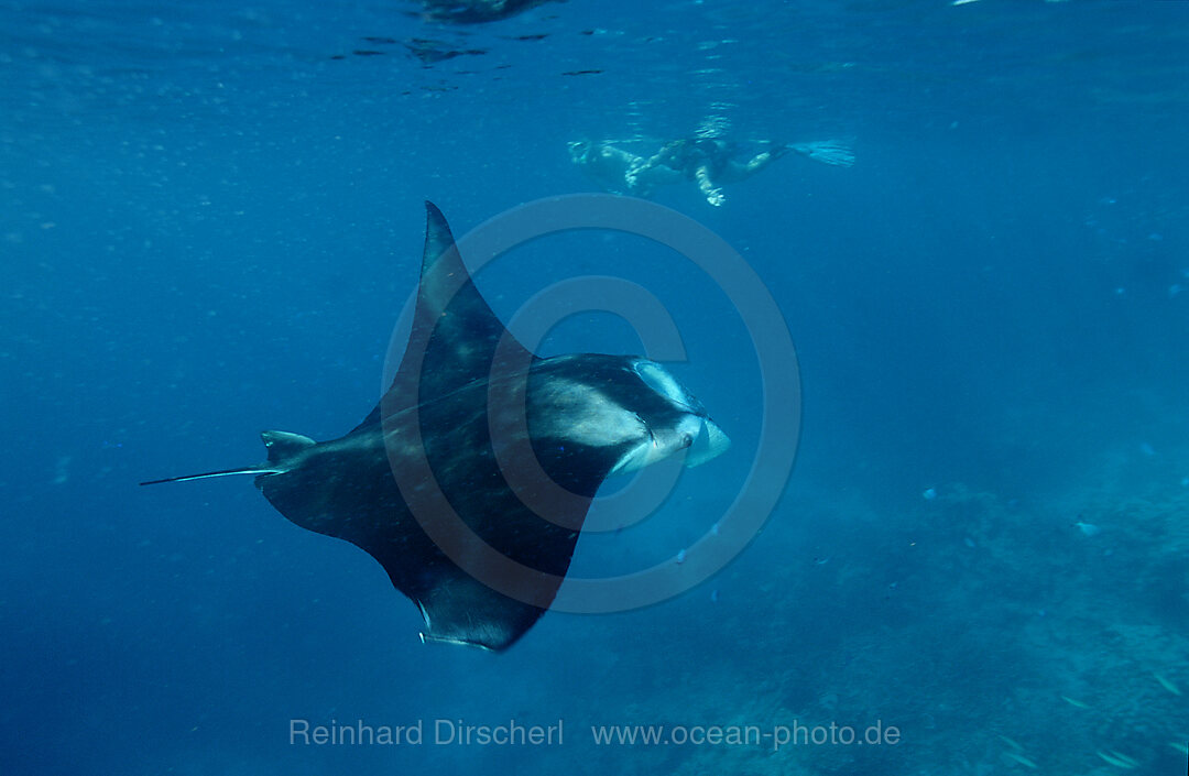 Mantarochen und Taucher, Manta birostris, Indischer Ozean, Ari Atoll, Malediven